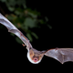 Illustration for article titled Moths Rub Their Genitals Together to Jam Bat Sonar